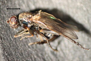 Copromyza equina