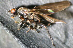 Copromyza nigrina