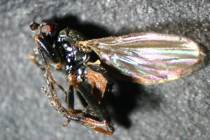 Copromyza stercoraria