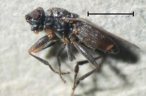 Ischiolepta pusilla