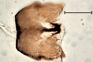 Leptocera #c