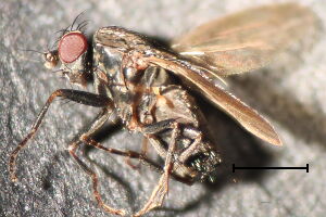 Leptocera oldenbergi