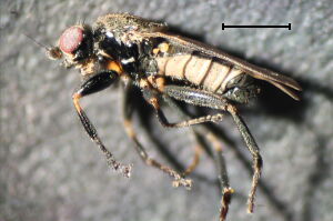 Lotophila atra