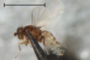 Minilimosina alloneura