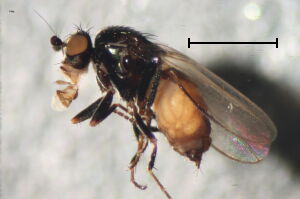 Minilimosina vitripennis