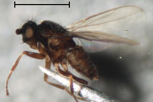 Opalimosina mirabilis
