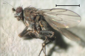 Pseudocollinella humida