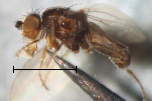Pteremis fenestralis