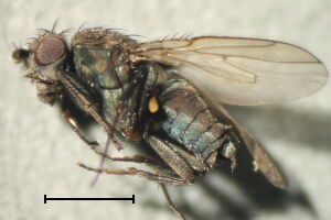 Rachispoda lutosoidea