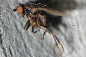 Spelobia baezi
