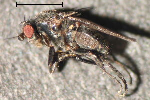 Spelobia palmata