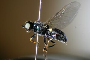 Microchrysa polita
