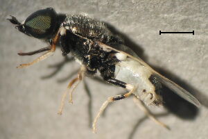 Nemotelus pantherinus