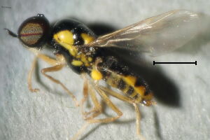 Oxycera