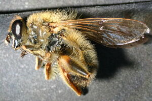 Brachypalpus valgus