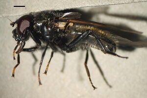 Cheilosia albitarsis
