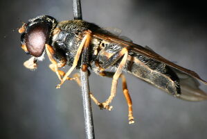 Cheilosia scutellata