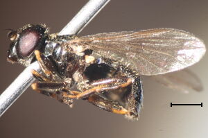 Cheilosia vernalis