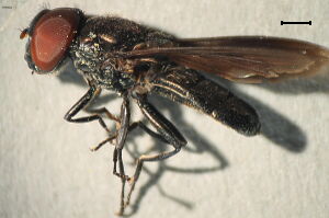 Chrysogaster solstitialis