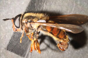 Chrysotoxum cautum