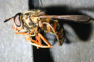 Chrysotoxum intermedium