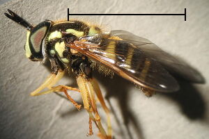 Chrysotoxum verralli