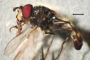 Dasysyrphus lenensis