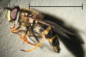 Dasysyrphus tricinctus