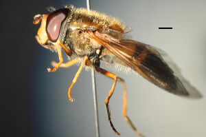 Epistrophe eligans