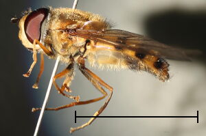 Epistrophe grossulariae