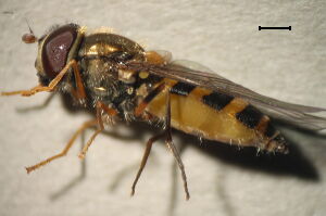 Epistrophe obscuripes