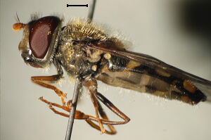 Epistrophella euchroma