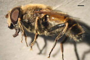 Eristalis interrupta