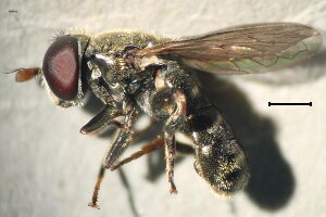 Eumerus funeralis