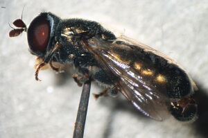Eumerus strigatus