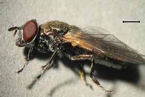 Orthonevra nobilis