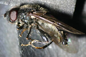 Pipiza noctiluca