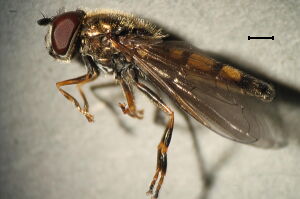 Platycheirus clypeatus