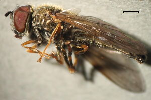 Platycheirus occultus