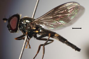 Platycheirus rosarum