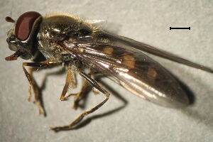 Platycheirus scutatus
