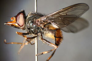 Rhingia