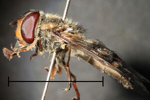 Scaeva selenitica