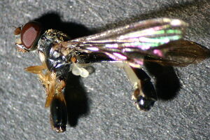 Sphegina clunipes