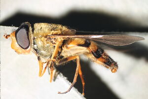 Syrphus ribesii