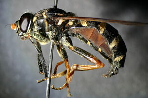 Temnostoma bombylans