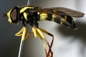 Xanthogramma pedissequum