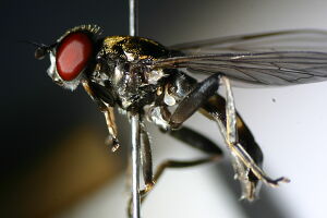 Xylota triangularis