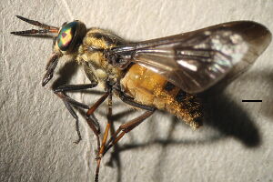 Chrysops viduatus