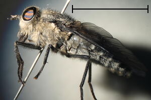 Hybomitra micans